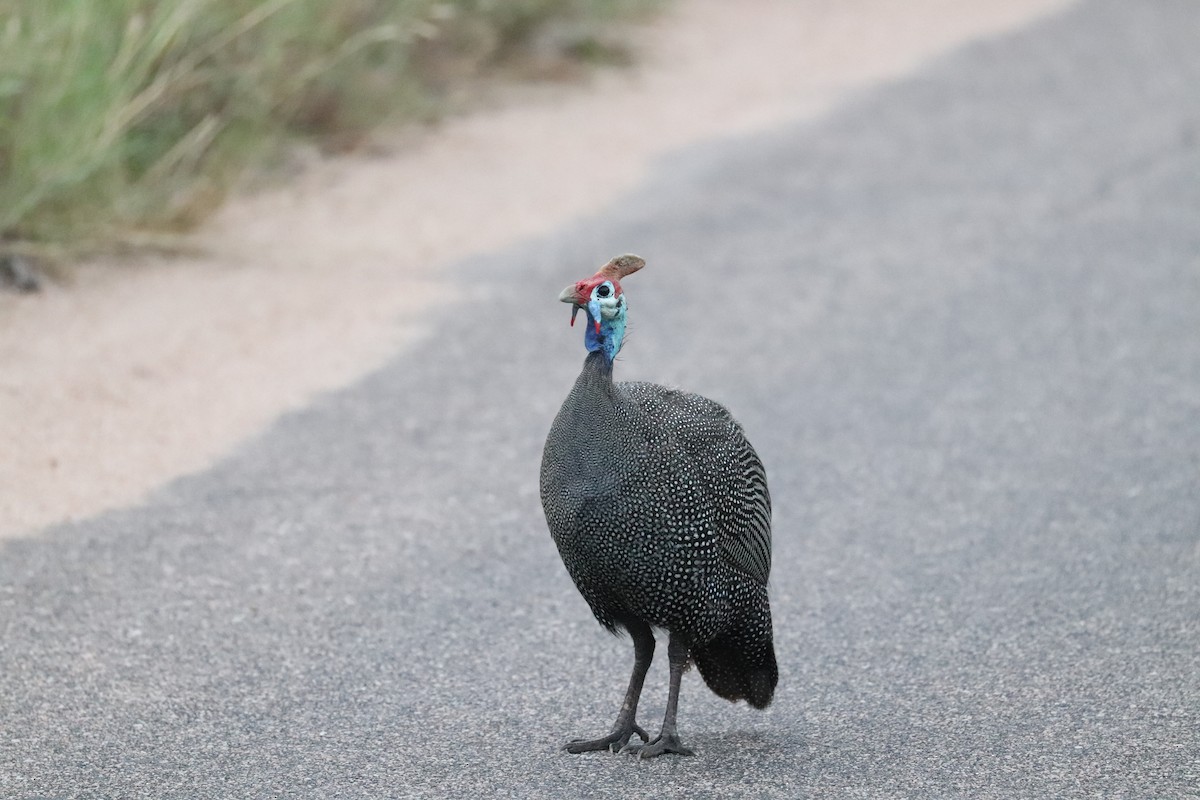 Helmeted Guineafowl - ML619079465