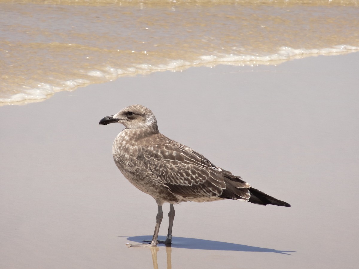 Kelp Gull - Hubert Söhner