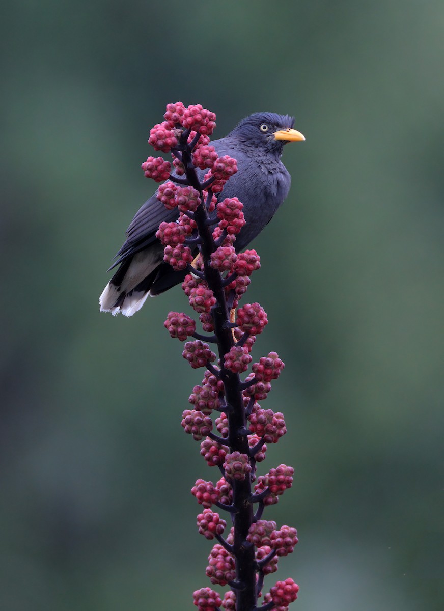 Javan Myna - sheau torng lim