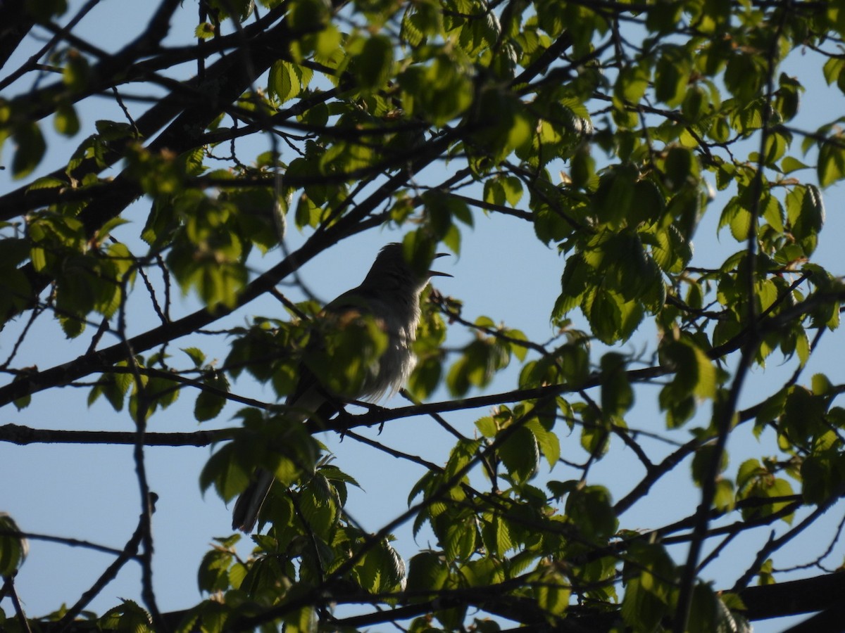 Northern Mockingbird - ML619079494