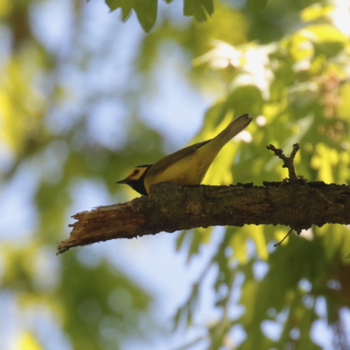 Hooded Warbler - Paul Jacyk