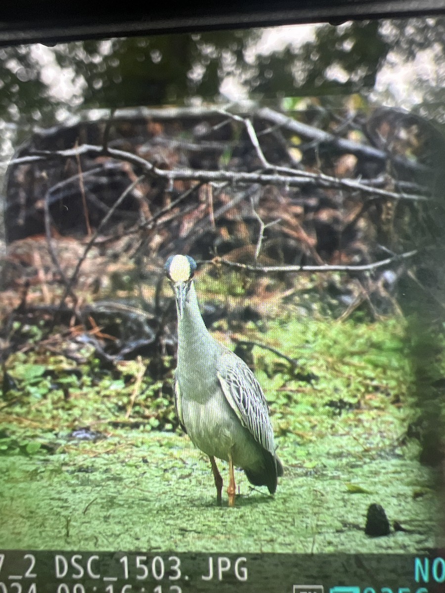 Yellow-crowned Night Heron - Anonymous