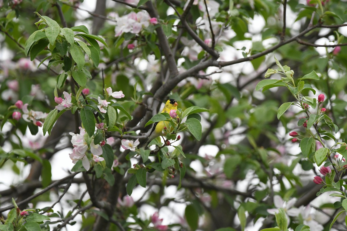 American Goldfinch - jean pierre machet