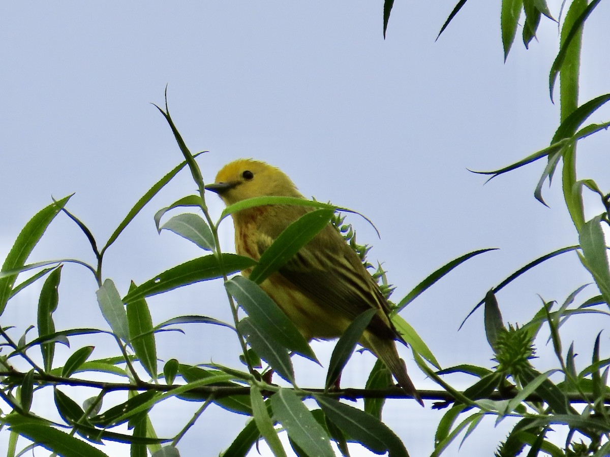 Yellow Warbler - Carrie Bell