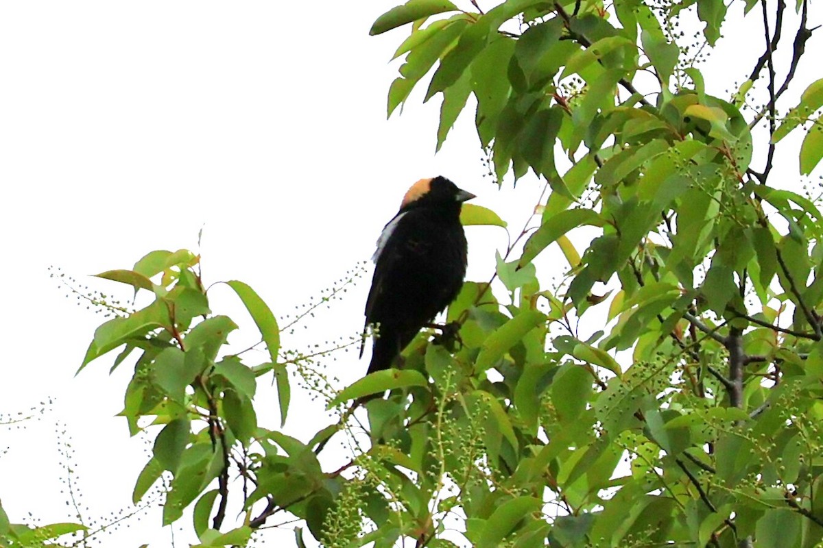 Bobolink - Chad Cornish