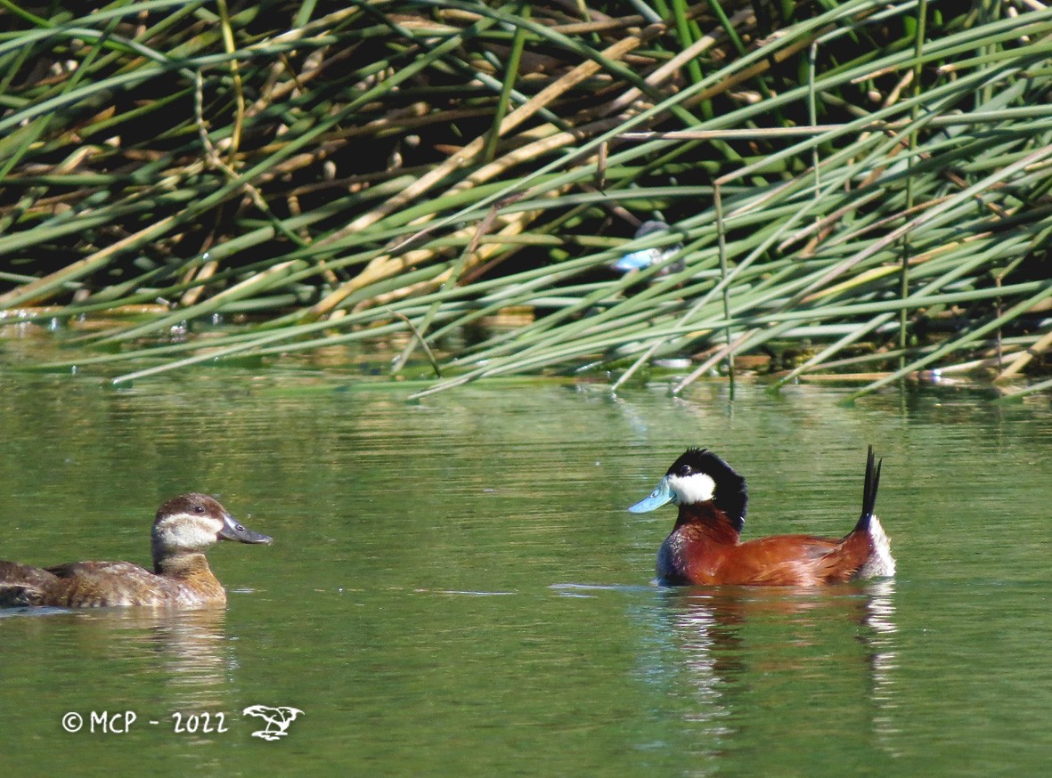 Andean Duck (andina) - Mauricio Castaño Penagos