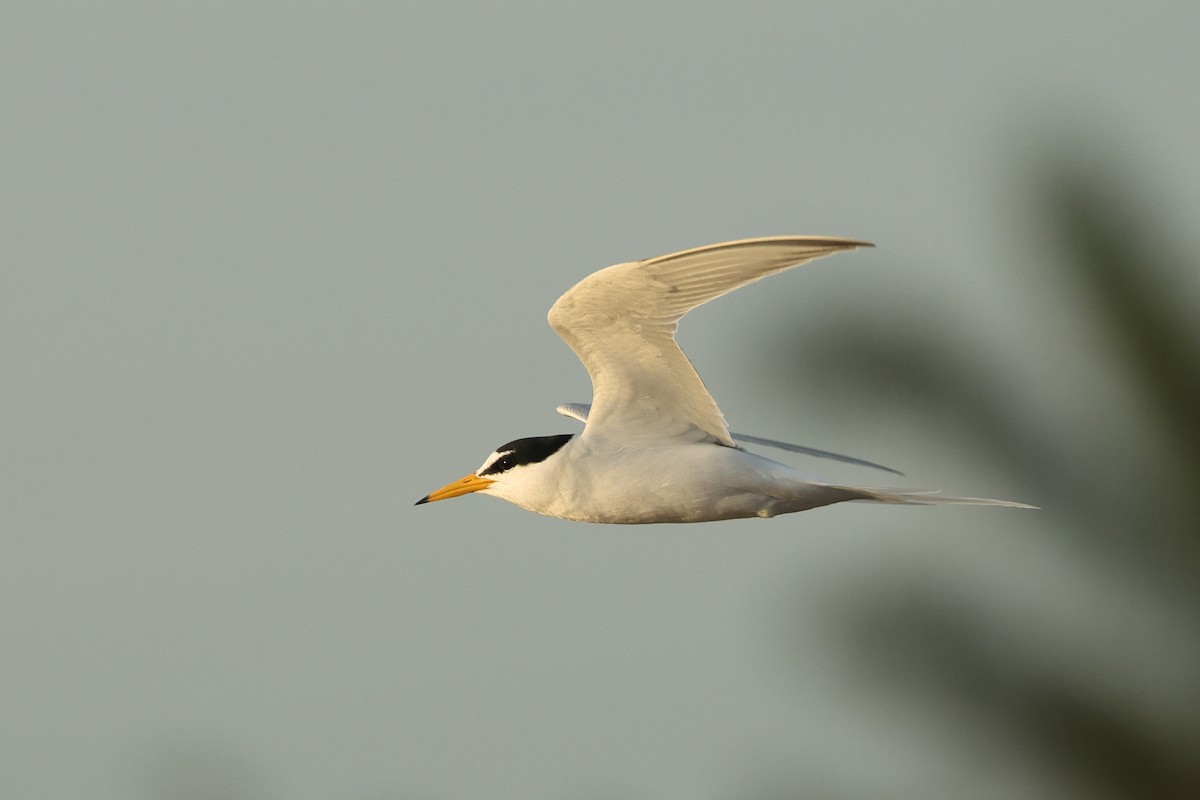 Little Tern - Dave Bakewell
