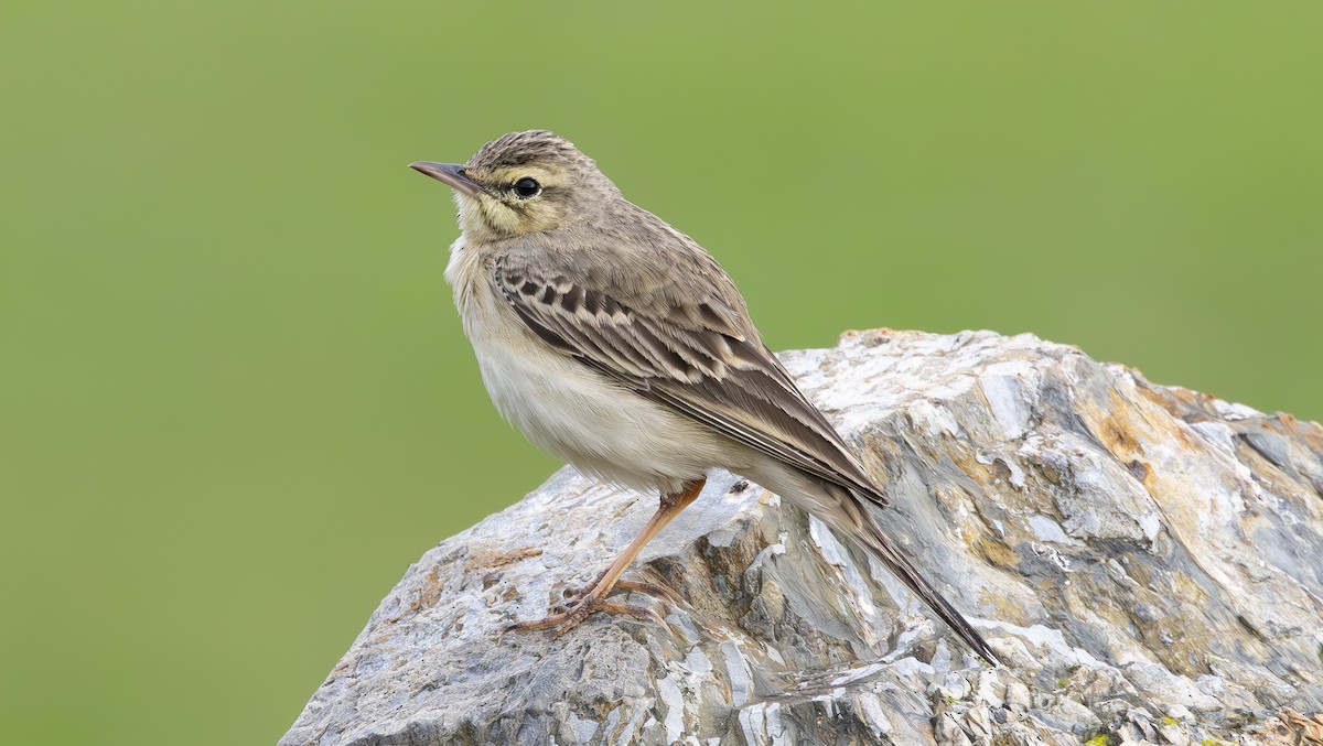 Tawny Pipit - Alper Yılmaz