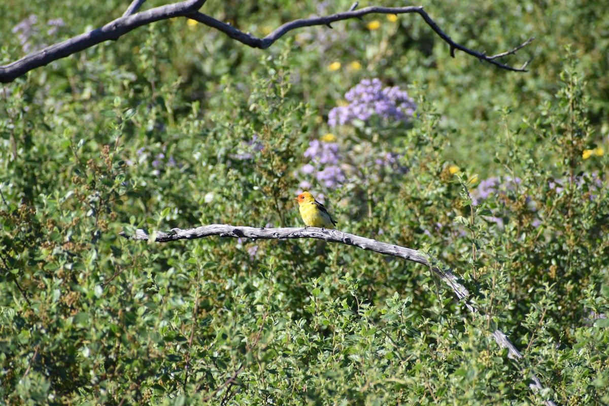 Western Tanager - Paul Avalos