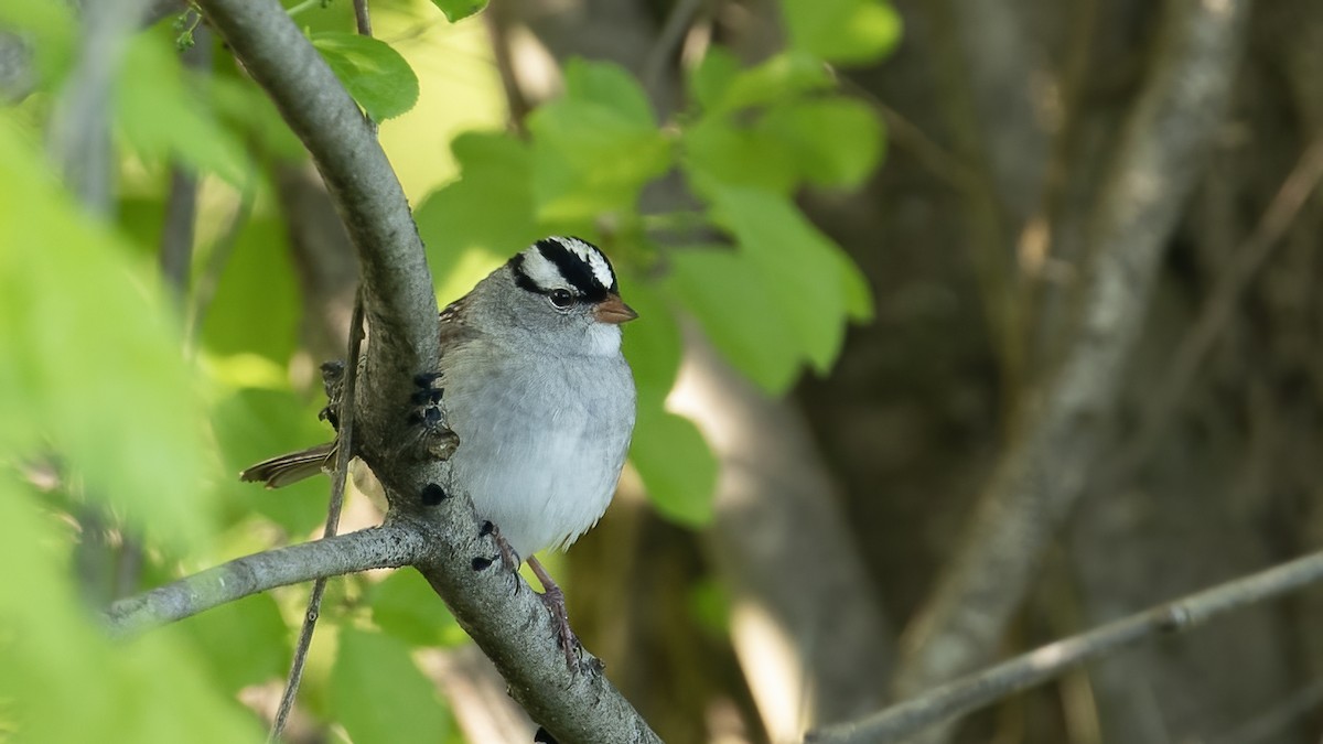 White-crowned Sparrow - ML619079628