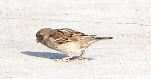 House Sparrow - Guadalupe Esquivel Uribe