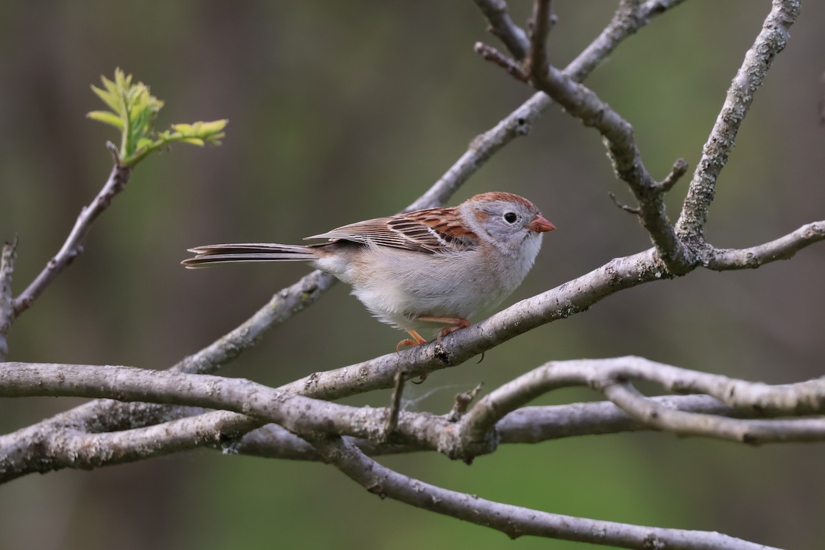 Field Sparrow - Chad Cornish