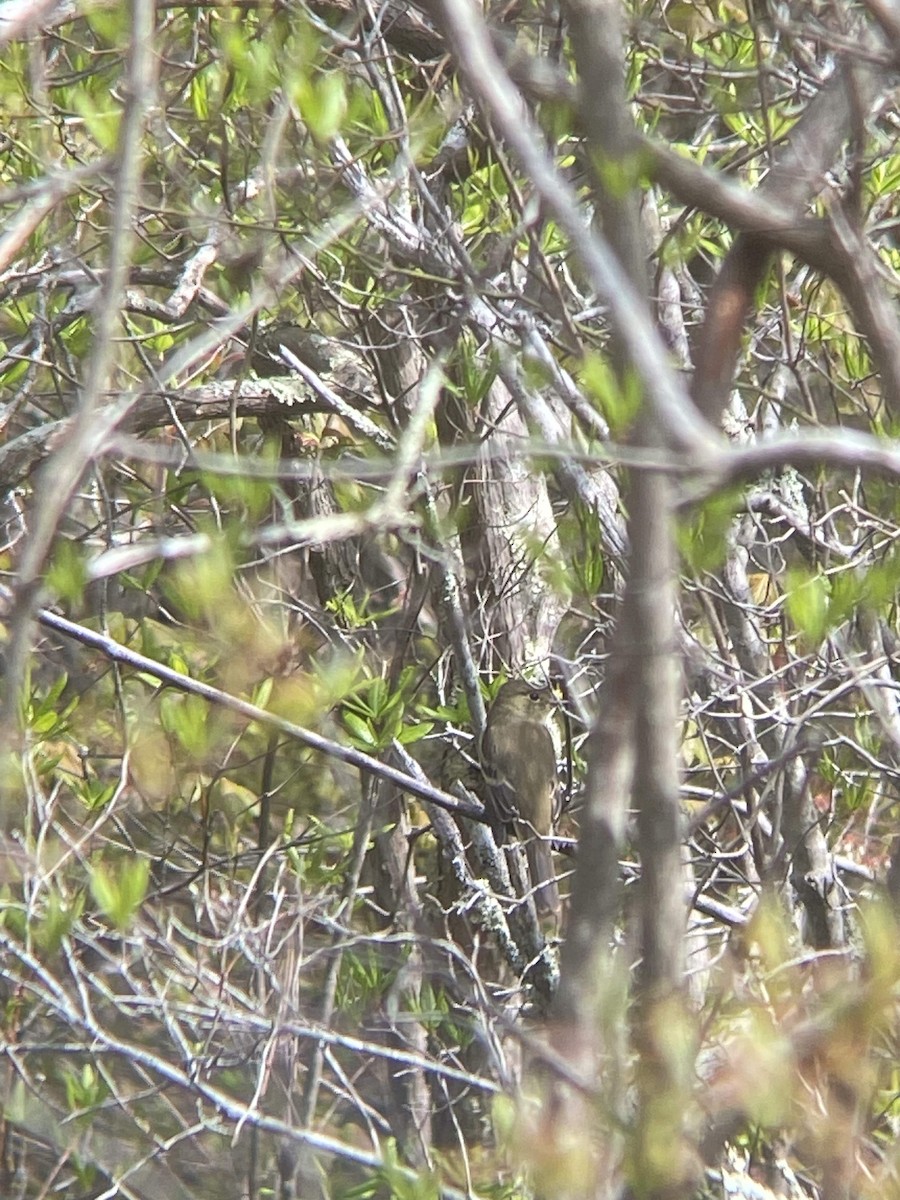 Mosquero sp. (Empidonax sp.) - ML619079662