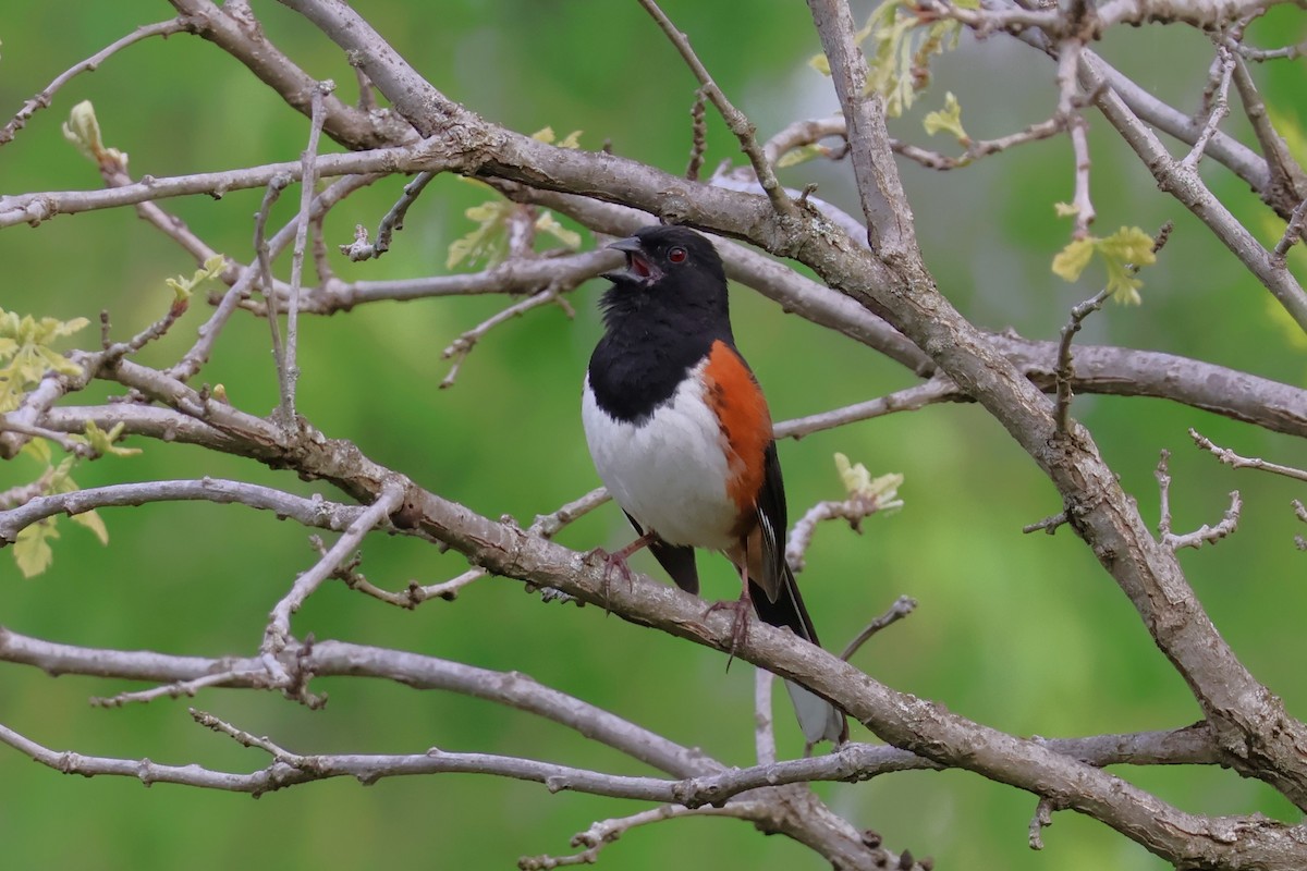 Eastern Towhee - Chad Cornish