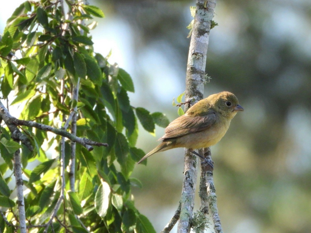 Painted Bunting - Lesha Roberts