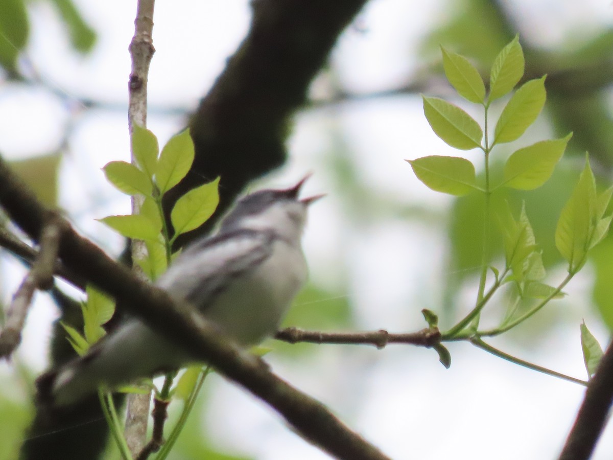 Cerulean Warbler - ML619079691