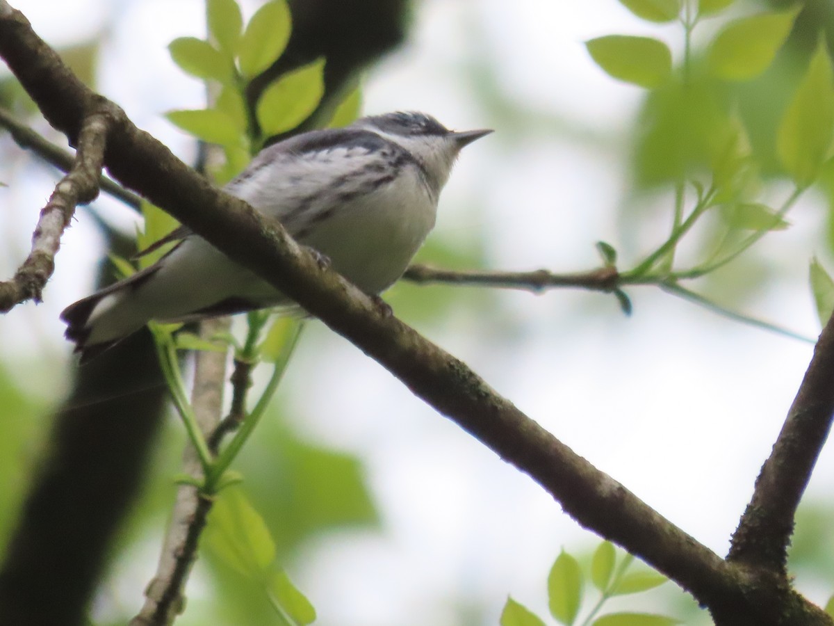 Cerulean Warbler - Kim Springer