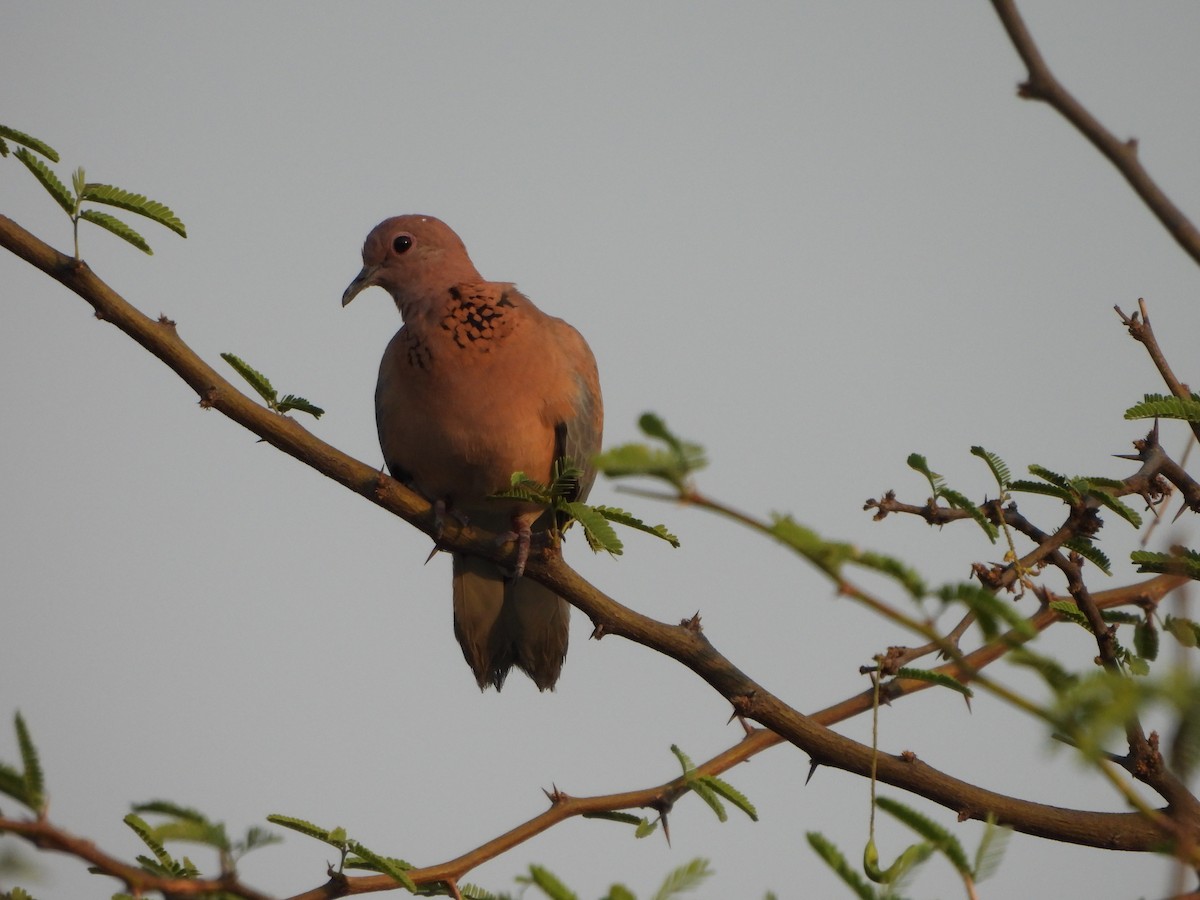 Laughing Dove - Prof Chandan Singh Dalawat