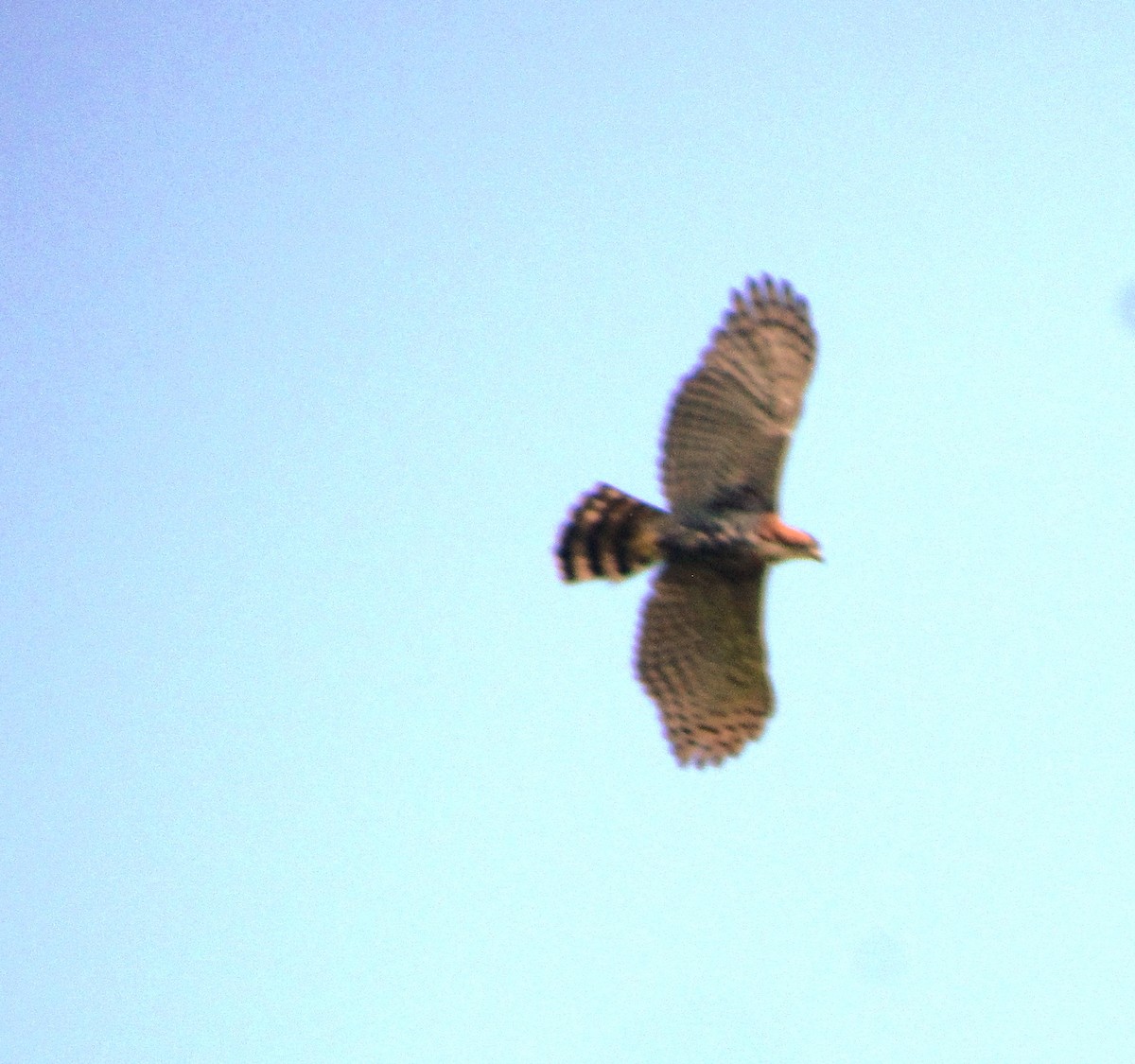 Ornate Hawk-Eagle - Chico Muñoz