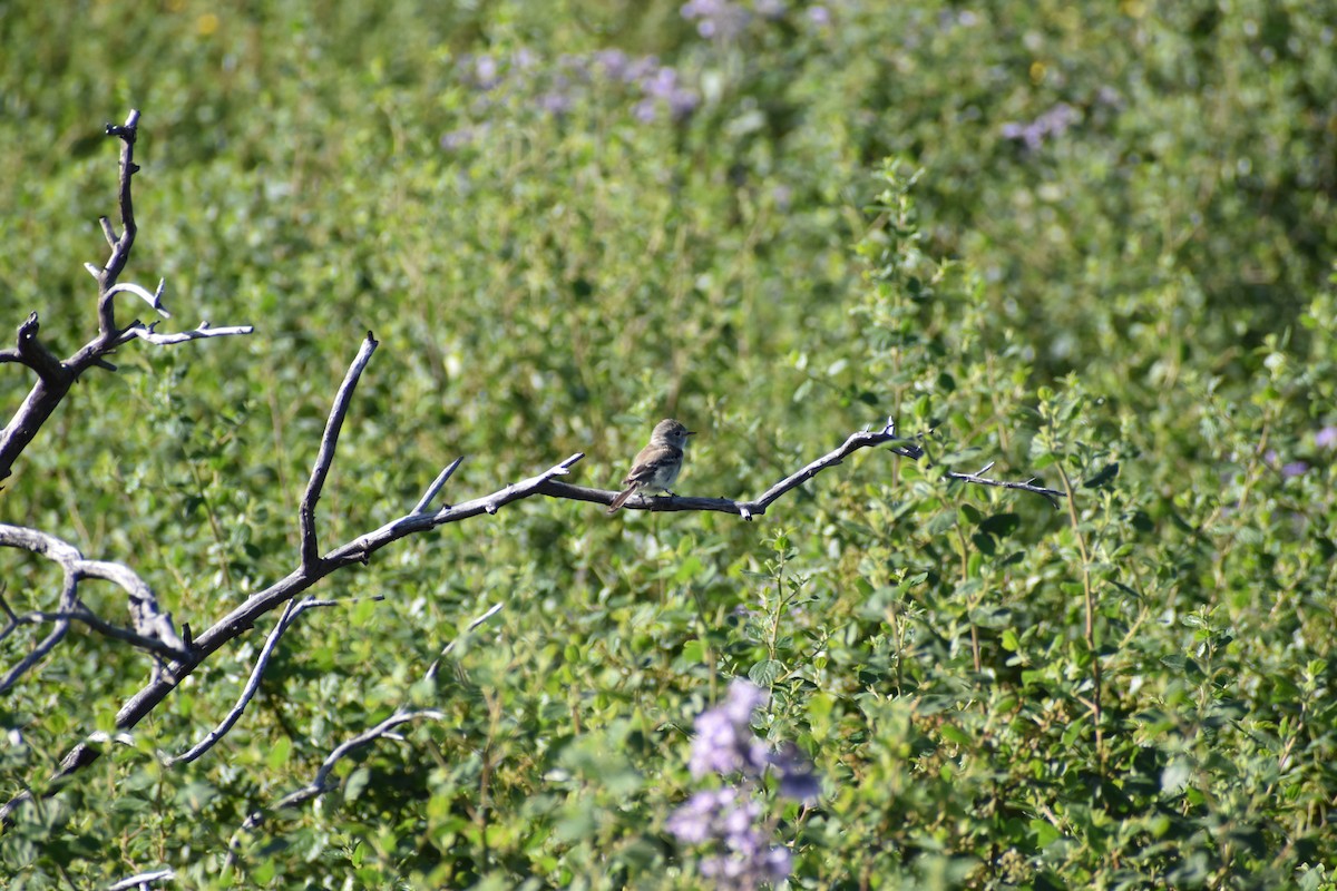 Dusky Flycatcher - ML619079711