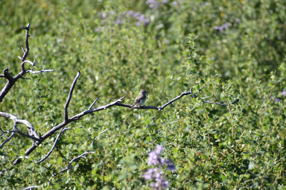 Dusky Flycatcher - ML619079711