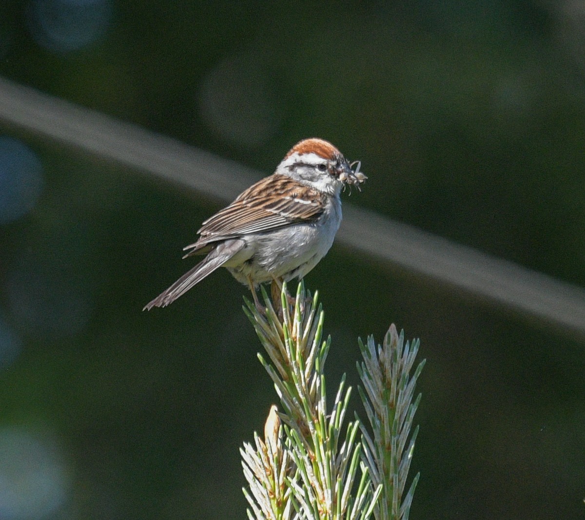 Chipping Sparrow - Margaret Poethig