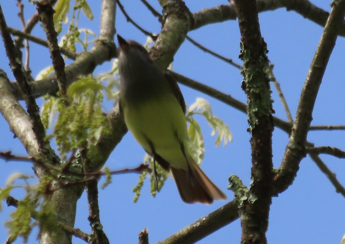 Great Crested Flycatcher - ML619079750