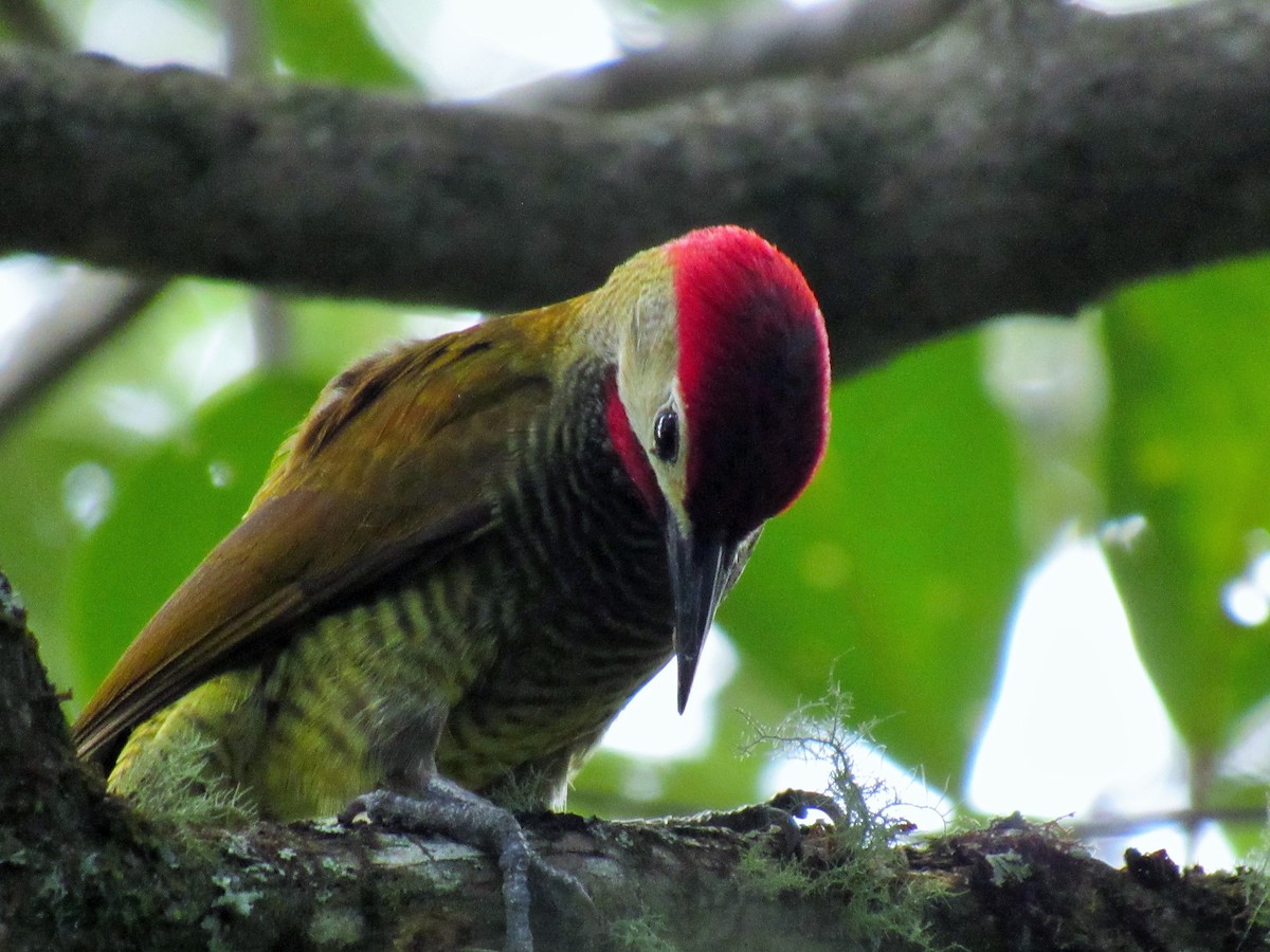 Golden-olive Woodpecker - Ricardo Montilla