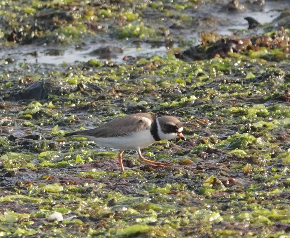 Semipalmated Plover - Deirdre Robinson