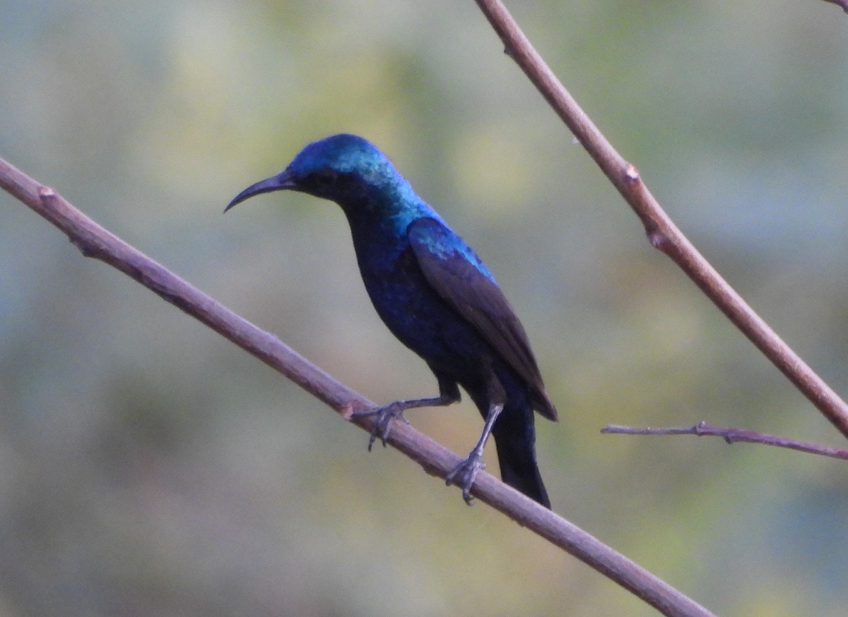 Purple Sunbird - Prof Chandan Singh Dalawat