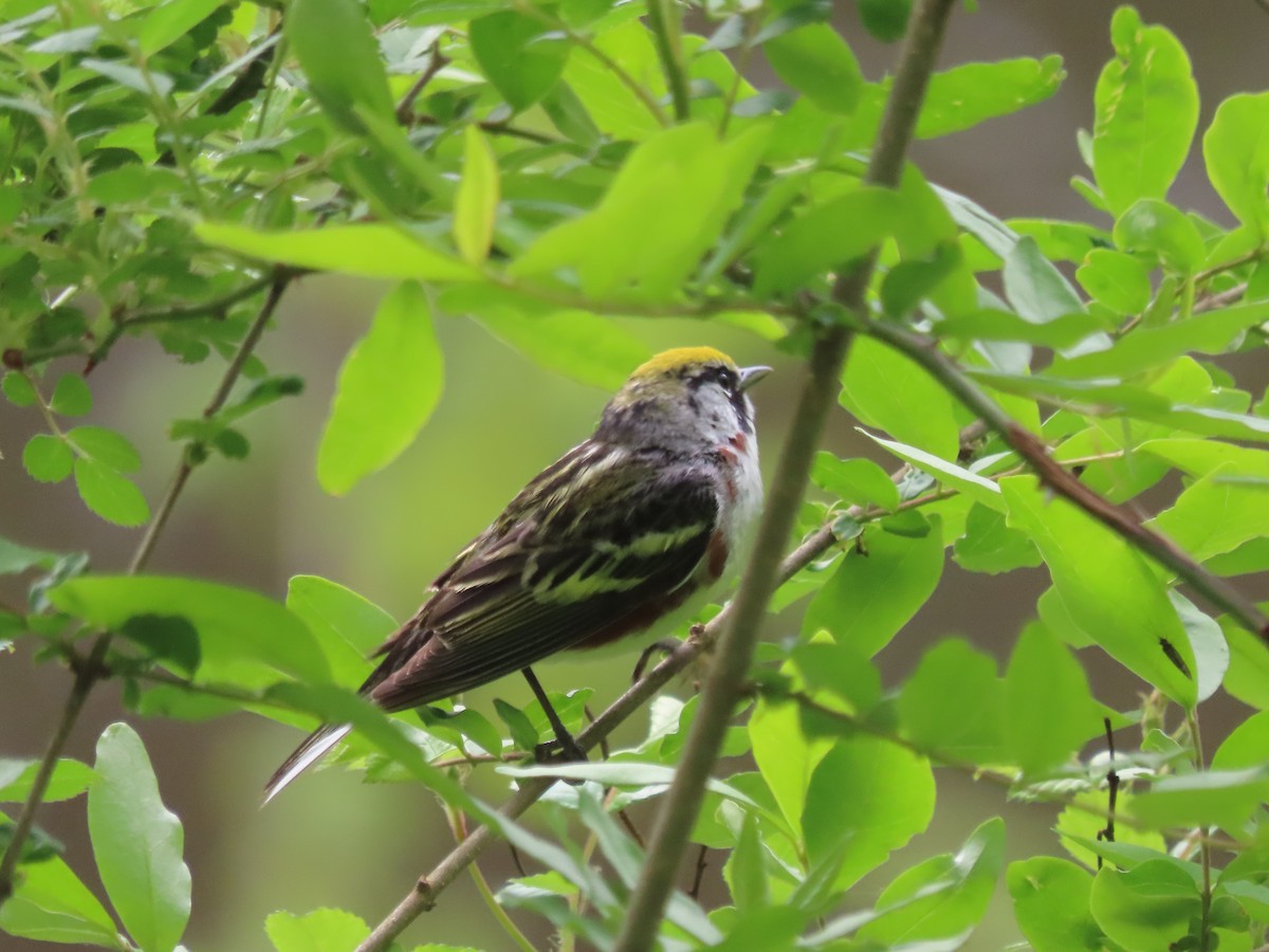 Chestnut-sided Warbler - ML619079792