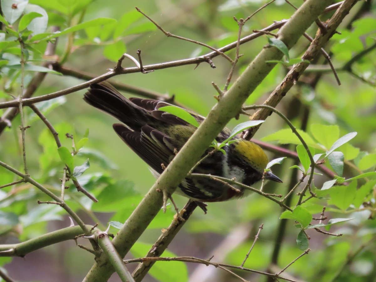 Chestnut-sided Warbler - Kim Springer