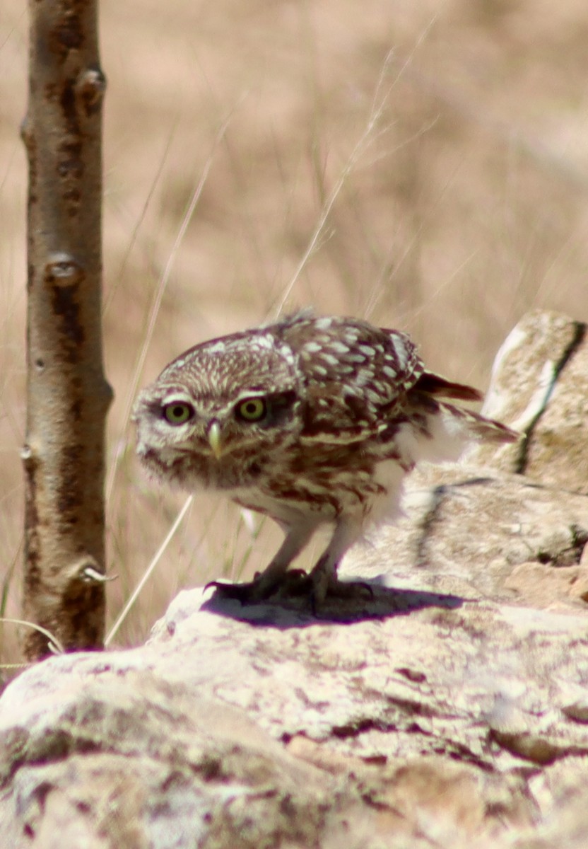 Little Owl - Mark Simmonds