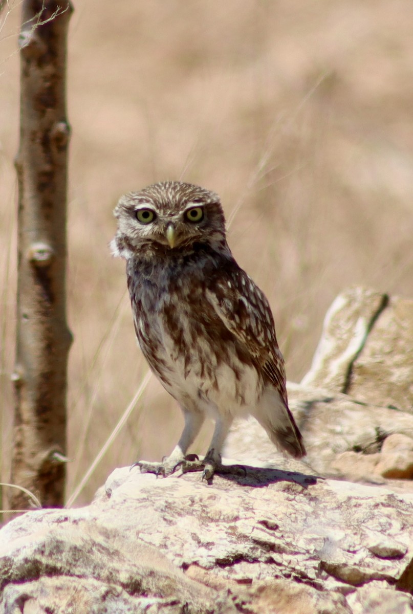 Little Owl - Mark Simmonds