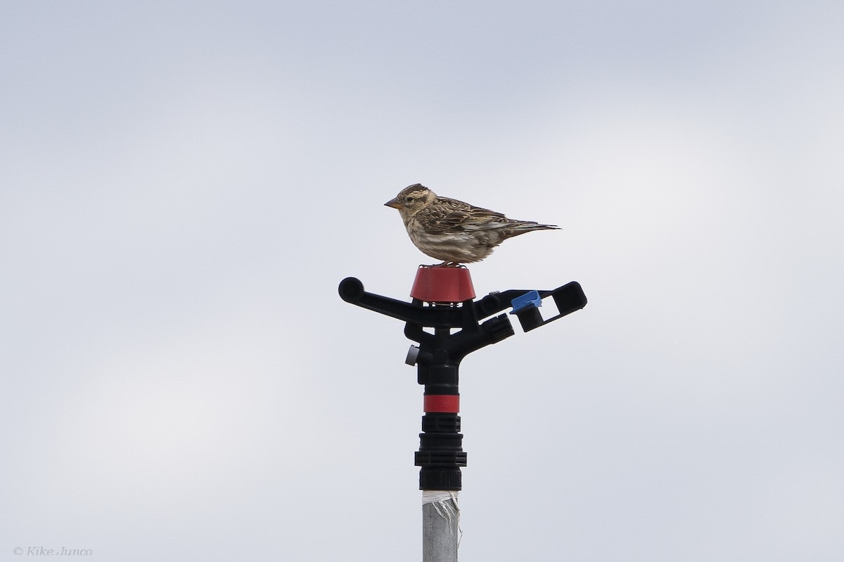 Rock Sparrow - ML619079813