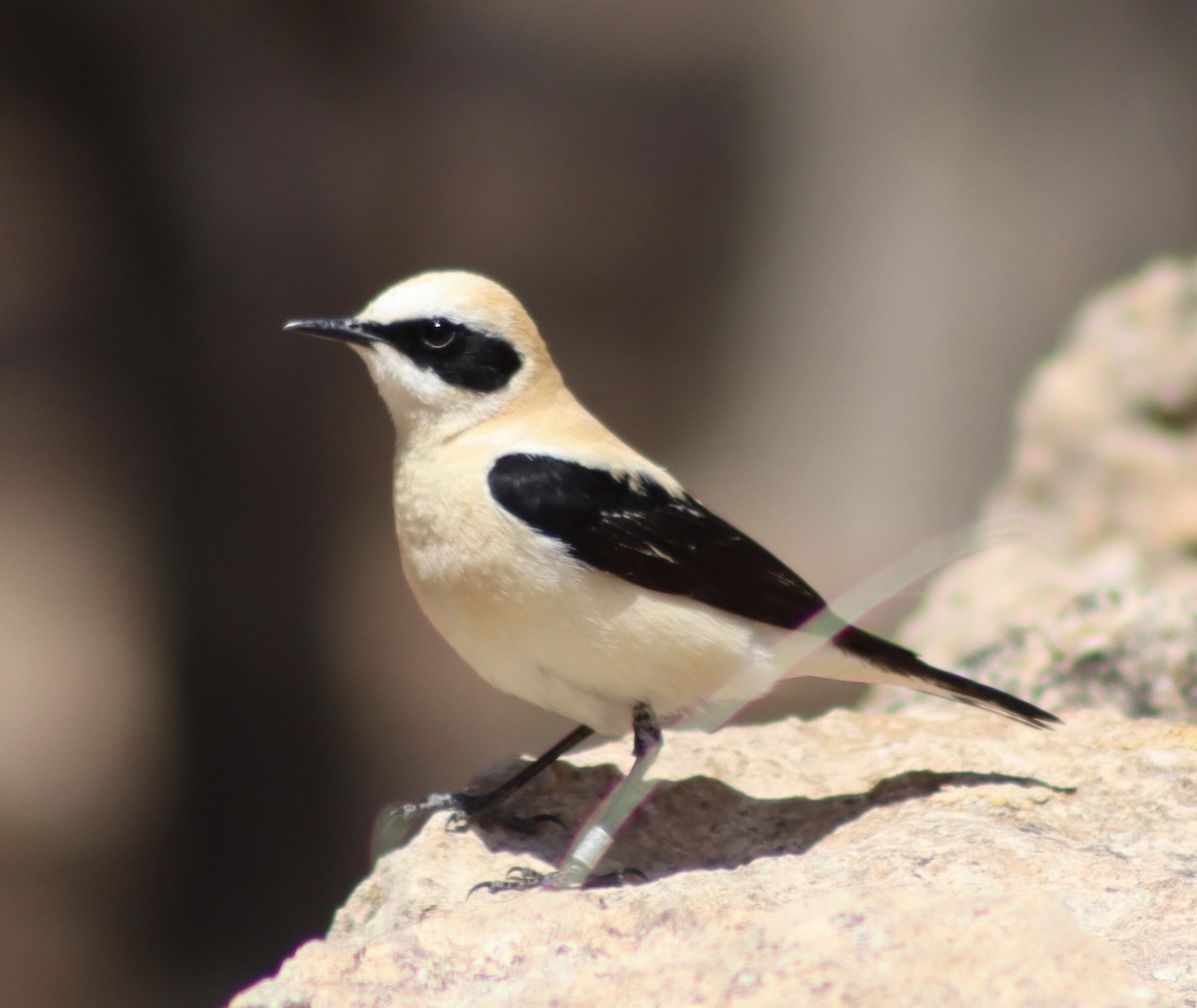 Western Black-eared Wheatear - Mark Simmonds