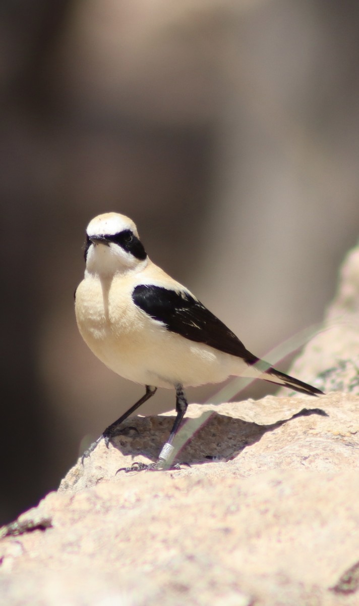 Western Black-eared Wheatear - Mark Simmonds