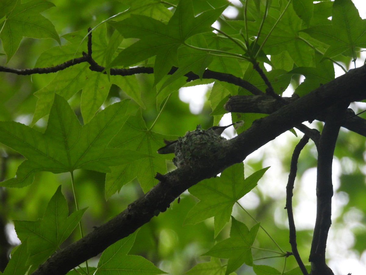 Ruby-throated Hummingbird - ML619079832