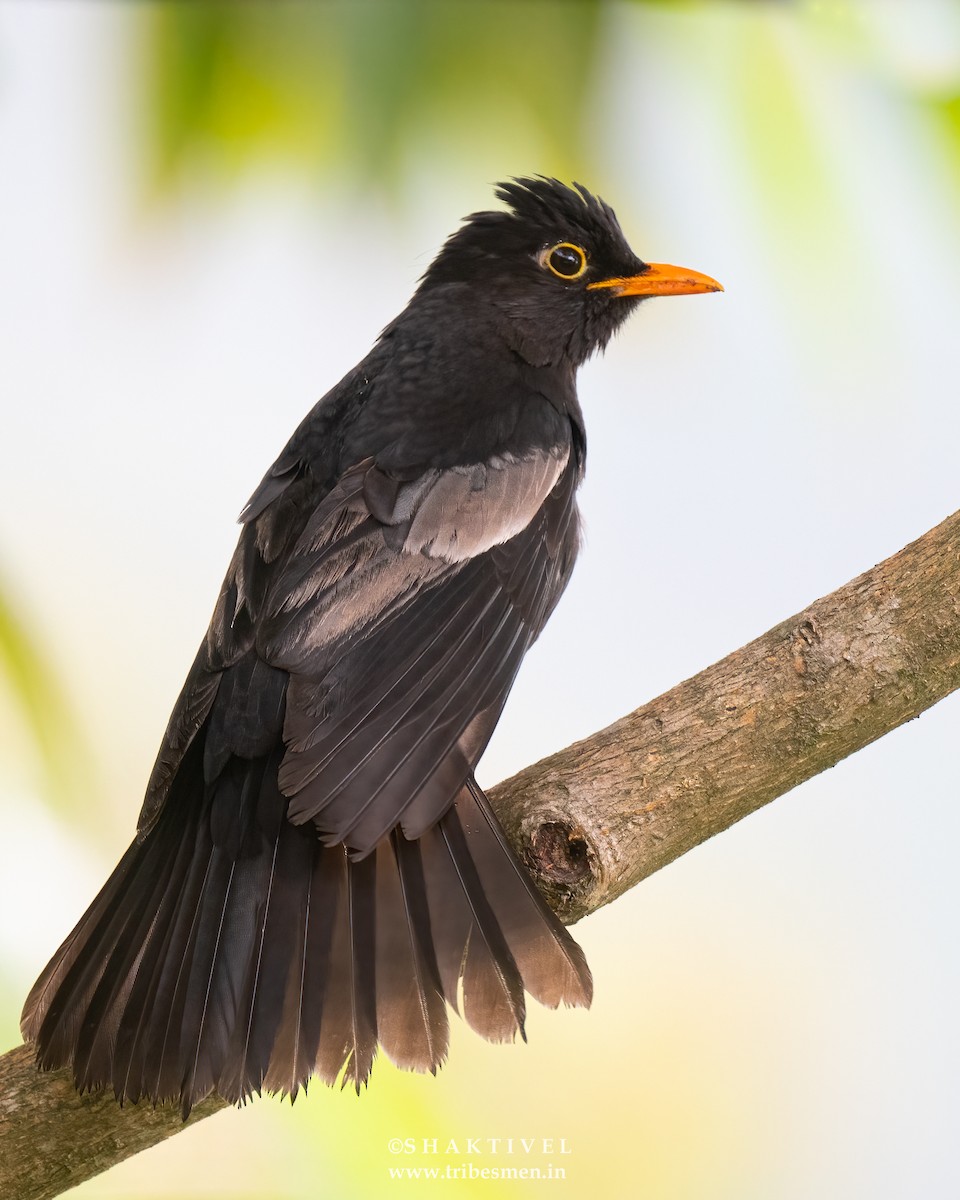 Gray-winged Blackbird - Shakti - Tribesmen.in