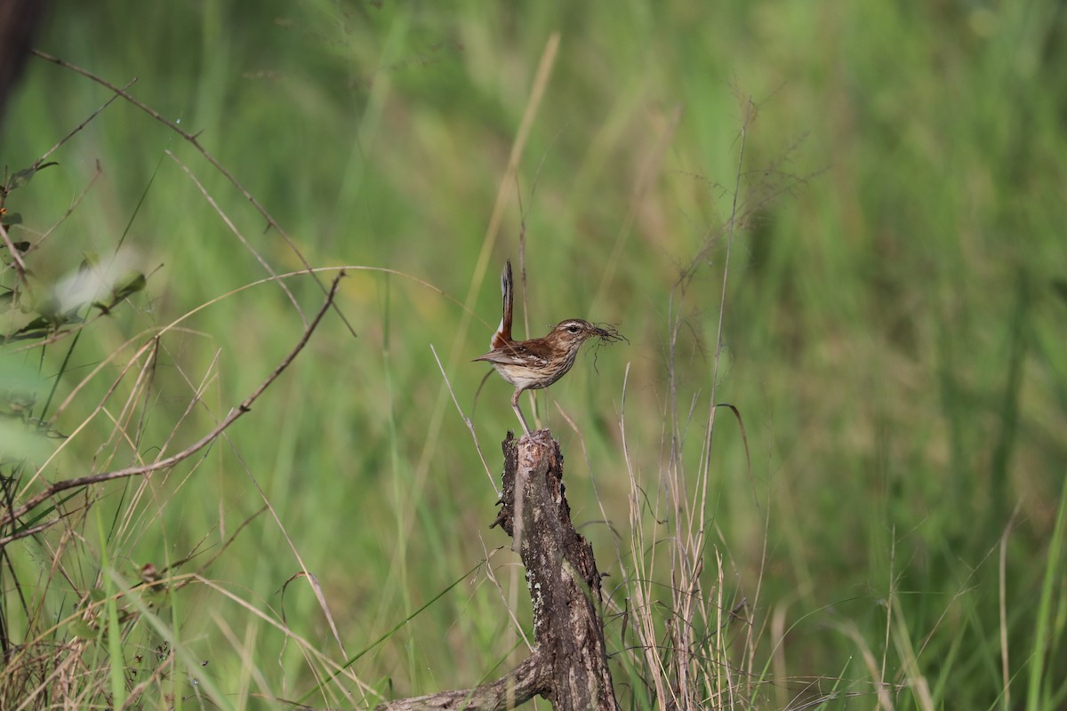 Red-backed Scrub-Robin (Red-backed) - Joseph Bozzo