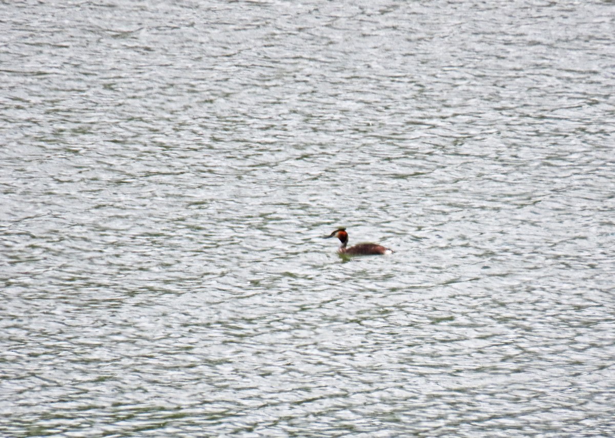 Great Crested Grebe - ML619079848