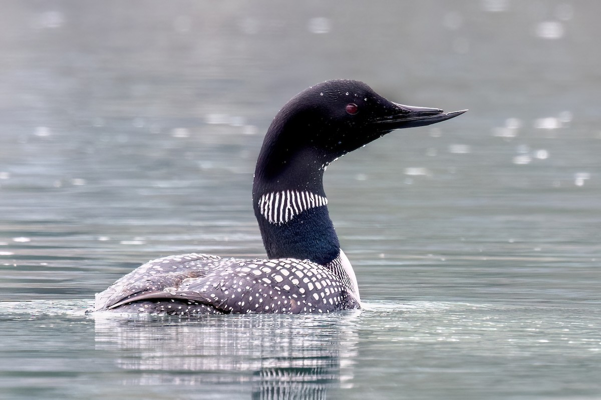 Common Loon - Alan Knowles