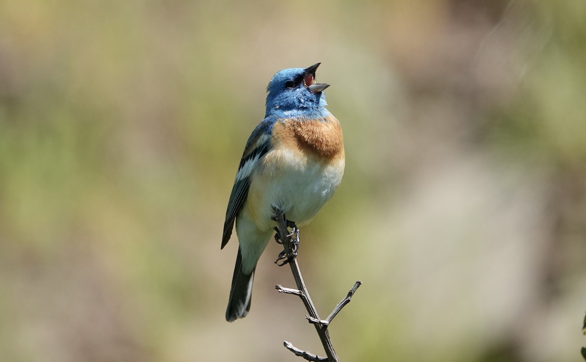 Lazuli Bunting - TK Birder