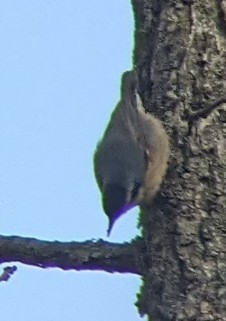 Red-breasted Nuthatch - Dan Michler