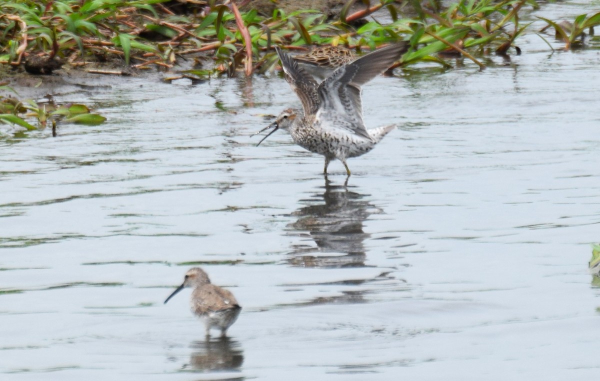 Stilt Sandpiper - ML619079922