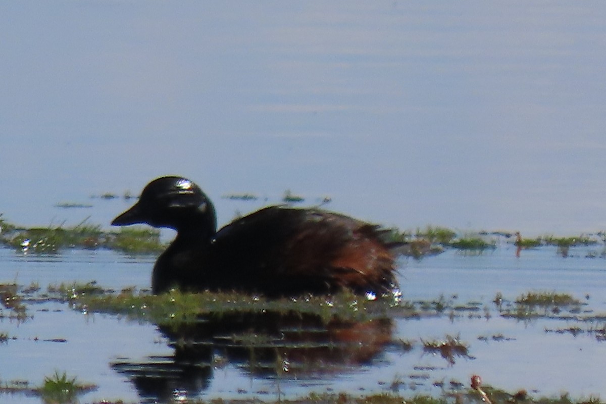 White-tufted Grebe - ML619079985