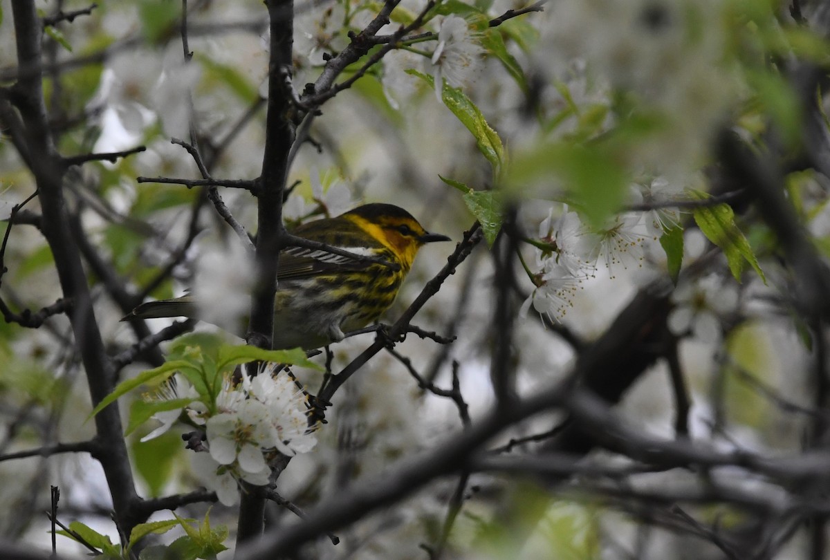 Cape May Warbler - ML619079988