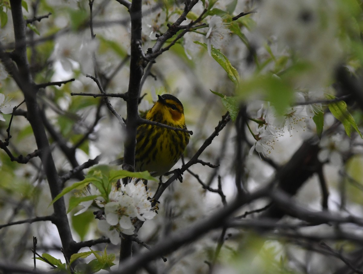 Cape May Warbler - ML619079989