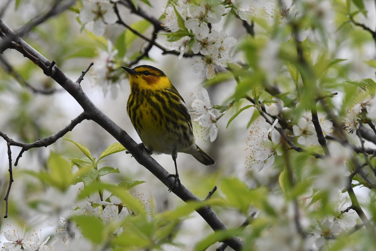 Cape May Warbler - ML619079990