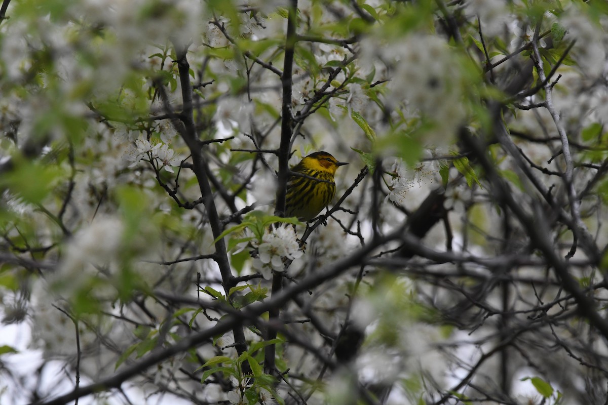 Cape May Warbler - ML619079994